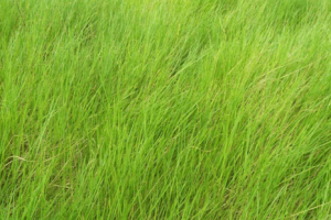 BRACHIARIA HUMIDICOLA
