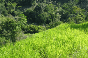 BRACHIARIA LLANERO
