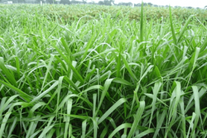 BRACHIARIA MARANDU