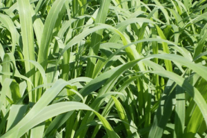 PANICUM ARUANA