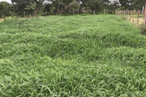 PANICUM MASSAI